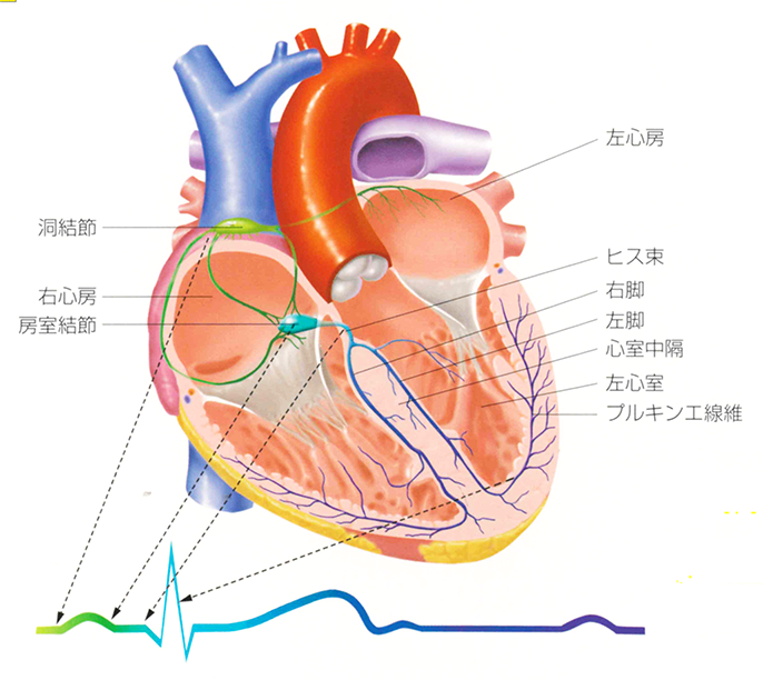 心臓のしくみ②